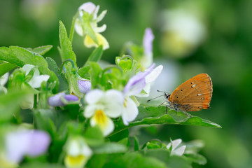Obraz premium Scarce copper, Lycaena virgaureae resting on heartsease, Viola tricolor
