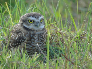 Owl on the roof 11