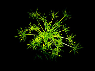 Neon Green Dill