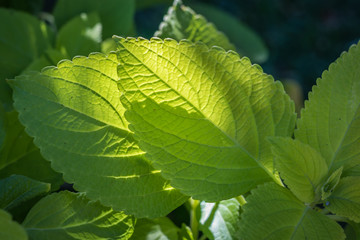 A beautiful green leaf with afternoon sunlight