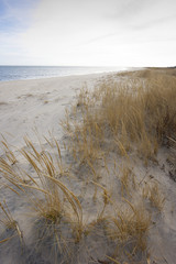 Beautiful beach scenery with dried up grass and sand near the ocean