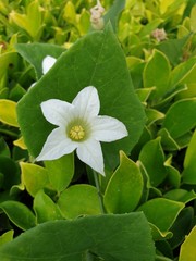white flower in the garden