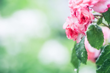 bouquet of scarlet roses on light green foliage background. Beautiful delicate flowers on flowerbed.