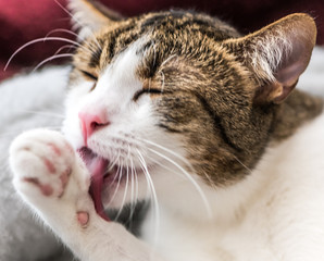 Brown and white cat cleans itself