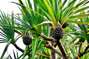 Exotic tropical fruit on a tree