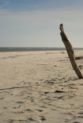 Tree branch impaled inside the sand on a beach during high winds