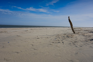 Tree branch impaled inside the sand on a beach during high winds