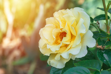 beautiful yellow rose on bush in garden. close-up flower against background of sunset.
