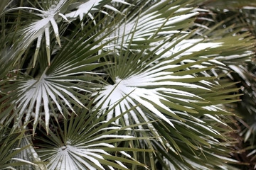 Snow falling on a tropical plant. Unusual weather conditions. Selective focus.