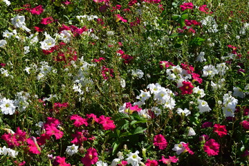 pink and white pastures