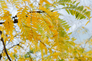 Acacia yellow leaves in autumn