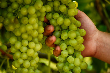 Grapes in the vineyard. Hand holds