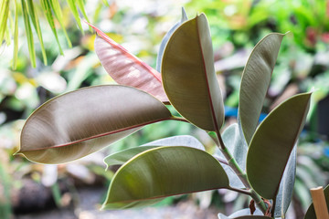Rubber fig or Indian rubber bush (Ficus Elastica) houseplant growing in the tropical ornamental...