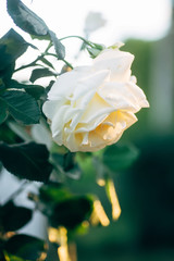 Fototapeta na wymiar Fully open white rose with green petals in garden on flower bed. Blooming beautiful rose on background of green leaves of garden
