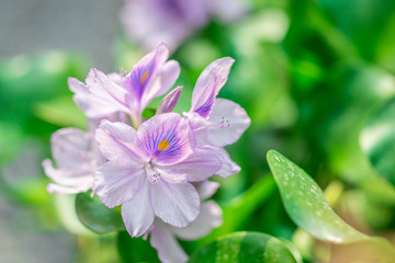 Closeup beautiful flowers of Water Hyacinth, Floating water hyacinth, Java Weed (Eichhornia Crassipes) are blooming on tree floating on water