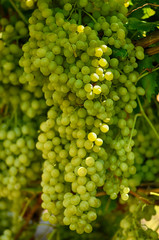 Bunch of grapes standing on branch at vineyard
