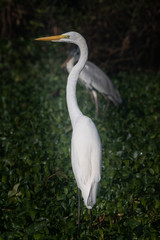  WHITE HERON
