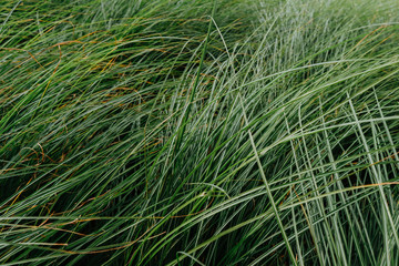 Feather grass or needle grass in the city