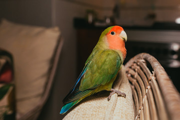 Freddie el agaporni rosseicolis