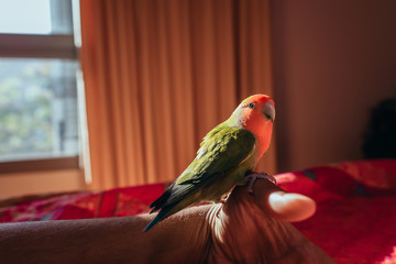 Freddie el agaporni rosseicolis