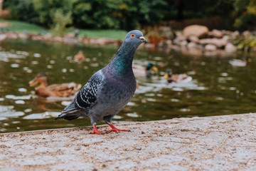 Pigeon looking into the camera