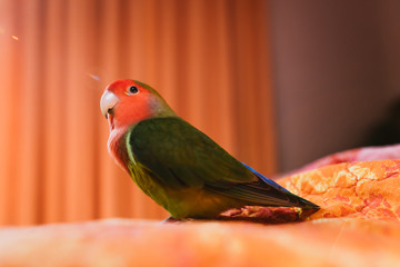 Freddie el agaporni rosseicolis