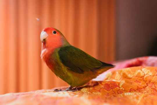 Freddie el agaporni rosseicolis