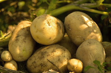 Potatoes collected after harvest. Soil