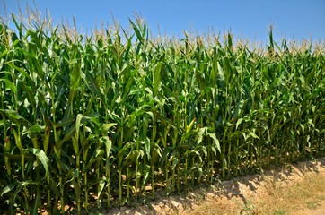 Ripe corn seedlings and maize