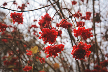 árbol de bayas rojas en invierno