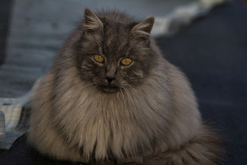 Naklejka na ściany i meble Graue Türkische Angora Katze mit grünen Augen und langem Fell