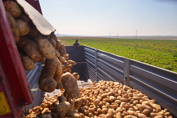 The potatoes are discharged from the agricultural machinery to the trucks