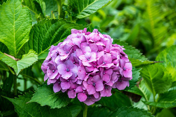 Hydrangea macrophylla Hortensia pink flowers. Closeup on a sunny summer day