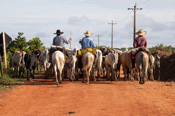  wetland cattle