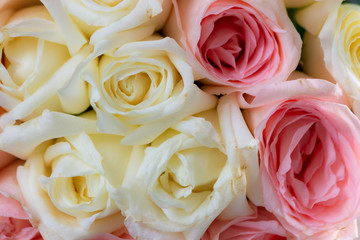 Valentine day and Beautiful Rose