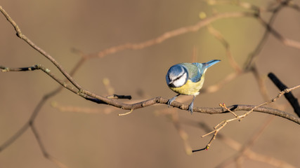 Eurasian blue tit Perched in a Tree	