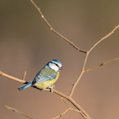 Eurasian blue tit Perched in a Tree	