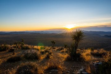 sunrise on top of a mountain next to a Joshua Tree