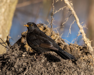 Male Blackbird Standing on the Ground