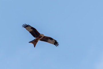 Fototapeta premium Majestic Red Kite in Flight 