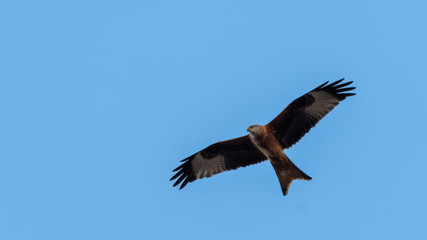 Obraz premium Majestic Red Kite in Flight