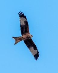 Majestic Red Kite in Flight