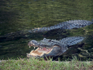 Alligators in a pond
