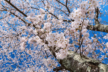 日本の春　桜満開