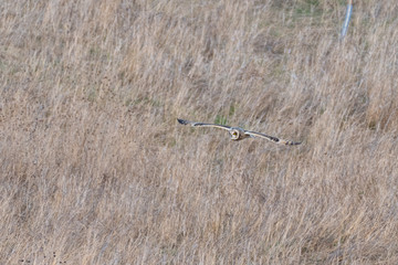 Short Eared Owl in Flight