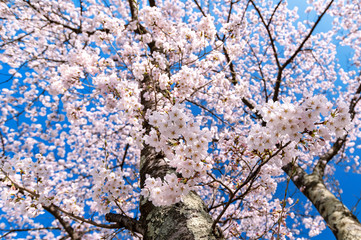 日本の春　桜満開