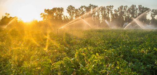 Potato field in bloom irrigated by water sprinklers at sunset