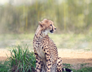 Naklejka na ściany i meble Cheetah siitting in a grassland
