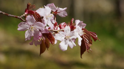 Pink cherry blossoms in the spring