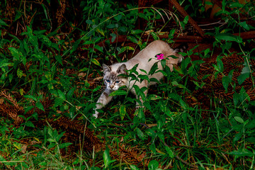 White Cat in the Forest
